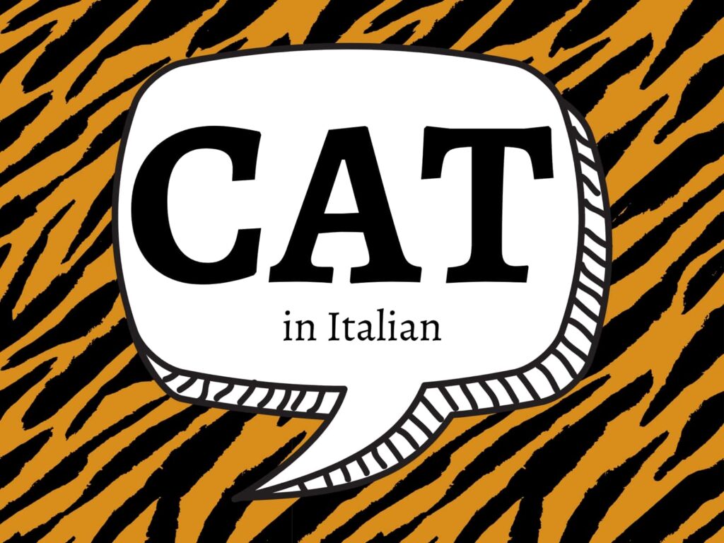 Tiger print background with 'cat in Italian' in a graphic speech bubble