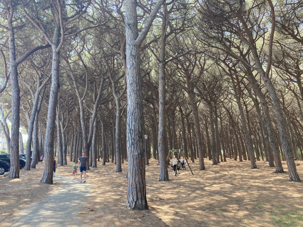Forest of tall umbrella pines. Small swingset in the pines, and people walking on a path.
