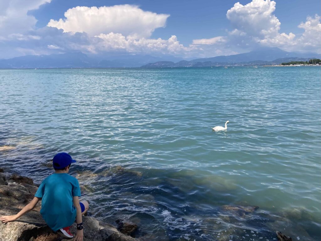 Boy looking at swan on Lake Garda.